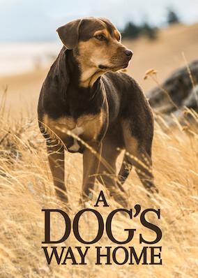 A dog's way deals home netflix